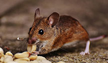 24 Hour & Emergency Exterminators in Grand Blanc, MI